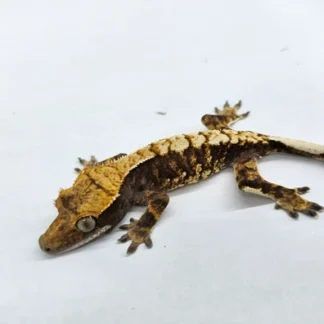 Harlequin Crested Gecko - Buy Online at Crested Geckos US