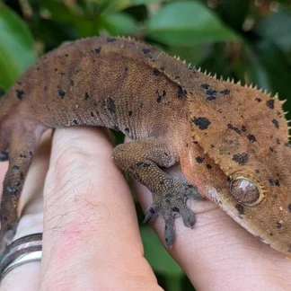 Red Super Dalmatian Crested Gecko #9 - Buy Online at Crested Geckos US