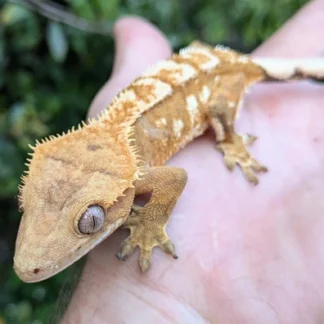 Orange Cream Harlequin Crested Gecko #90 - Buy Online at Crested Geckos US
