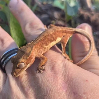 Red Patternless Lilly White Crested Gecko #39 - Buy Online at Crested Geckos US