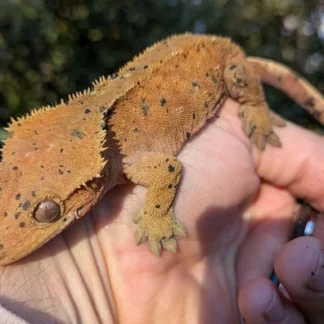 Red Super Dalmatian Crested Gecko #50 - Crested Gecko for Sale