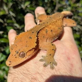 Red Super Dalmatian Crested Gecko #5051 - Buy Online at Crested Geckos US