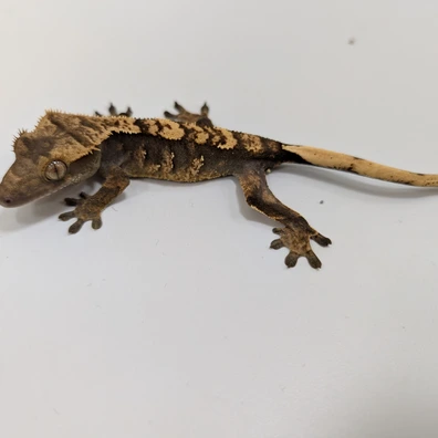 Harlequin Dark Crested Gecko - Buy Online at Crested Geckos US