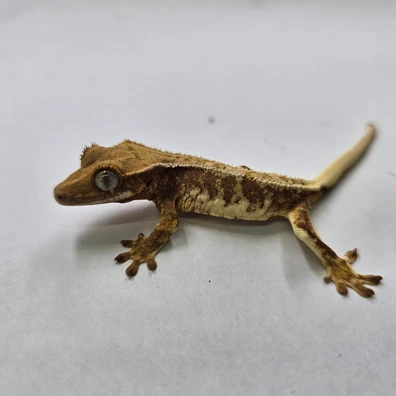 Lilly White Crested Gecko - Buy Online at Crested Geckos US