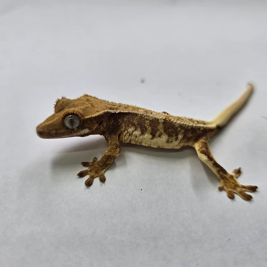 Lilly White Crested Gecko Photo - Crested Geckos US