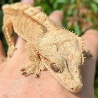 Yellow Harlequin Crested Gecko #4 - Buy Online at Crested Geckos US