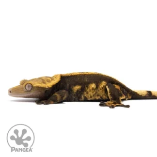 Harlequin Crested Gecko Cr-1366 - Crested Gecko for Sale