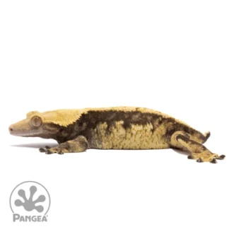 Harlequin Crested Gecko Cr-1886 - Crested Gecko for Sale
