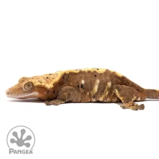 Flame Dalmatian Crested Gecko Cr-1981 - Crested Gecko for Sale