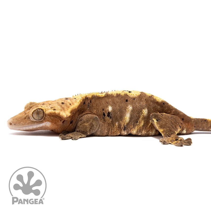 Flame Dalmatian Crested Gecko Cr-1981 Photo - Crested Geckos US