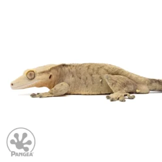 Tiger Crested Gecko Cr-2313 - Buy Online at Crested Geckos US