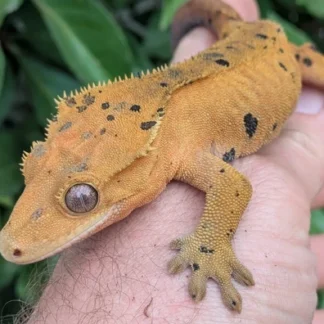 Red/ Orange Super Dalmatian Crested Gecko #251 - Buy Online at Crested Geckos US