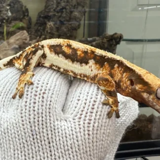 Tri Color Lily White Crested Gecko - Buy Online at Crested Geckos US
