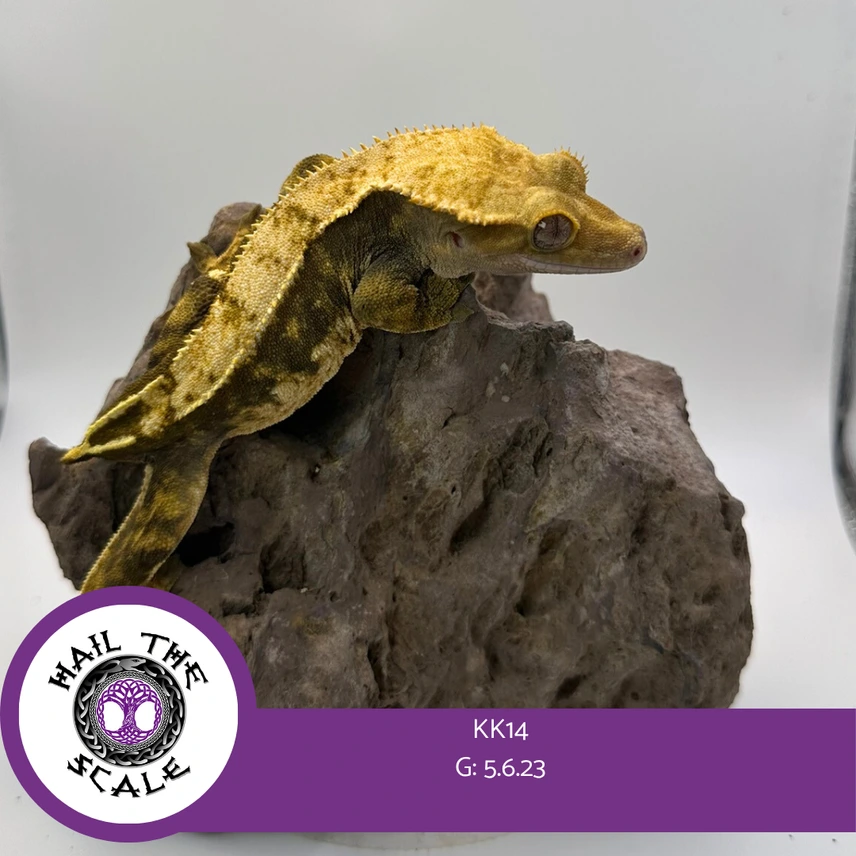 White Wall Partial Pin Crested Gecko – Female Photo - Crested Geckos US