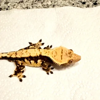 Crested Gecko - Buy Online at Crested Geckos US