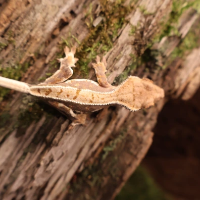Crested Gecko 25-127-425520 - Buy Online at Crested Geckos US