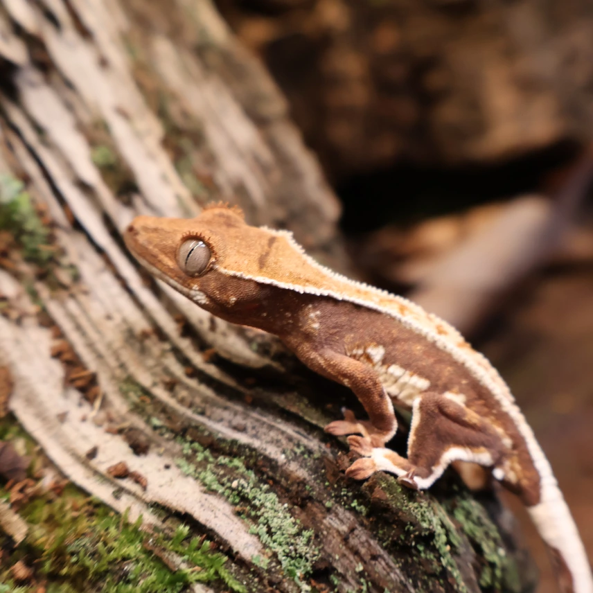 Crested Gecko 25-128-425521 Photo - Crested Geckos US