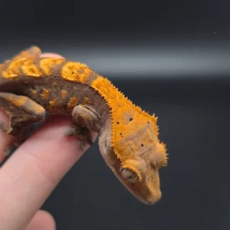 Orange Harlequin Dark Base Crested Gecko - Crested Gecko for Sale