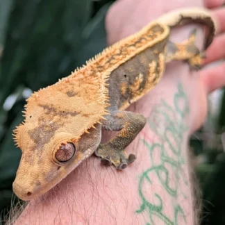 Halloween Pinstripe Harlequin Crested Gecko N200 - Buy Online at Crested Geckos US