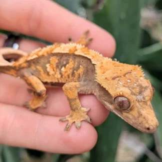 Tricolor Harlequin Crested Gecko - Buy Online at Crested Geckos US