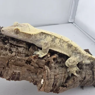 Tricolor Crested Gecko Male Almost RTB - Buy Online at Crested Geckos US