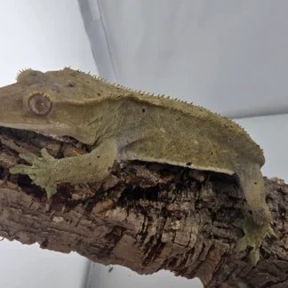 Olive Flame Spotted Crested Gecko Male Near RTB - Buy Online at Crested Geckos US