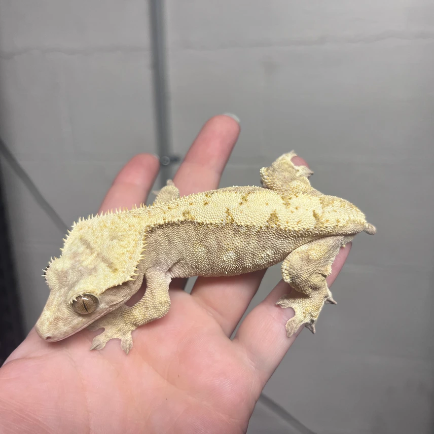 Yellow Crested Gecko Photo - Crested Geckos US