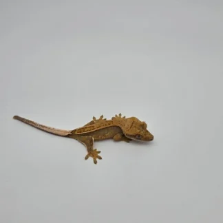 Lavendar Based Pinstripe Crested Gecko - Buy Online at Crested Geckos US