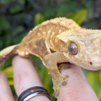 Orange Harlequin Crested Gecko Male N337 - Buy Online at Crested Geckos US