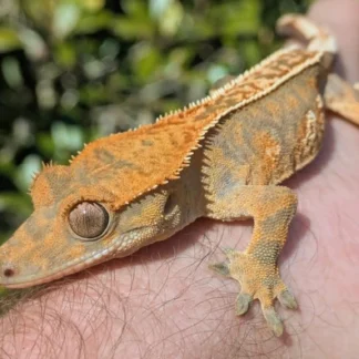 Tricolor Pinstripe Crested Gecko B1 - Buy Online at Crested Geckos US