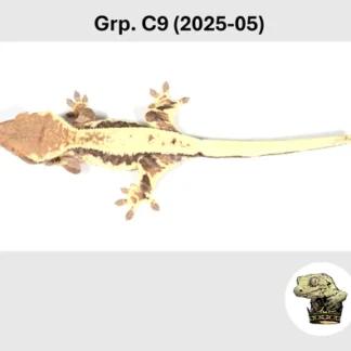 Frappuccino Crested Gecko Female - Buy Online at Crested Geckos US