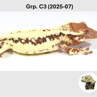 Frappuccino Crested Gecko - Buy Online at Crested Geckos US
