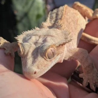 Yellow Phantom Pinstripe Crested Gecko N369 - Buy Online at Crested Geckos US