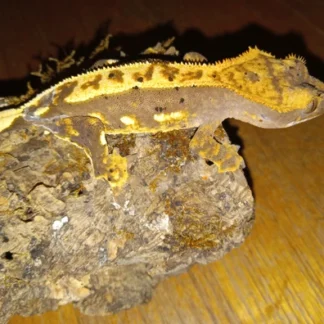Flame Dalmatian Crested Gecko - Buy Online at Crested Geckos US