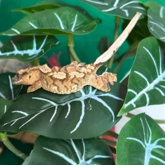 Tiger Crested Gecko - Buy Online at Crested Geckos US