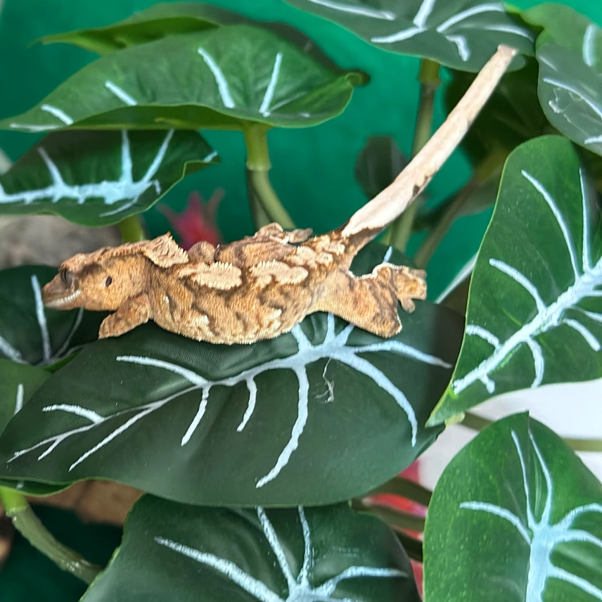 Tiger Crested Gecko Photo - Crested Geckos US
