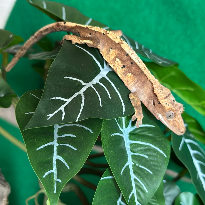 Flame Crested Gecko Photo - Crested Geckos US