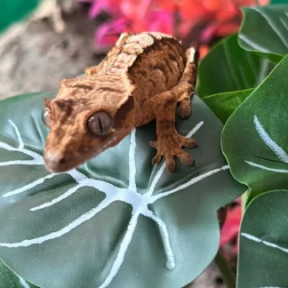 Tiger Crested Gecko Partial Rev Pin - Buy Online at Crested Geckos US