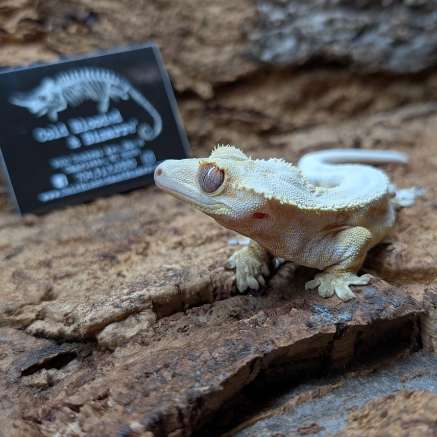 2023 Mocha X Lilly White Crested Gecko Photo - Crested Geckos US