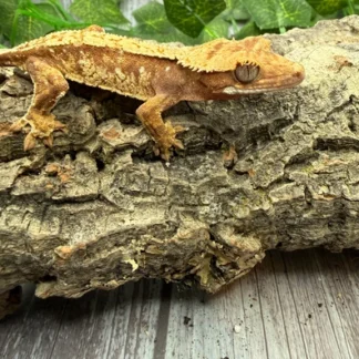 Creamy Laterals And White Spots On A Red Base Crested Gecko - Buy Online at Crested Geckos US