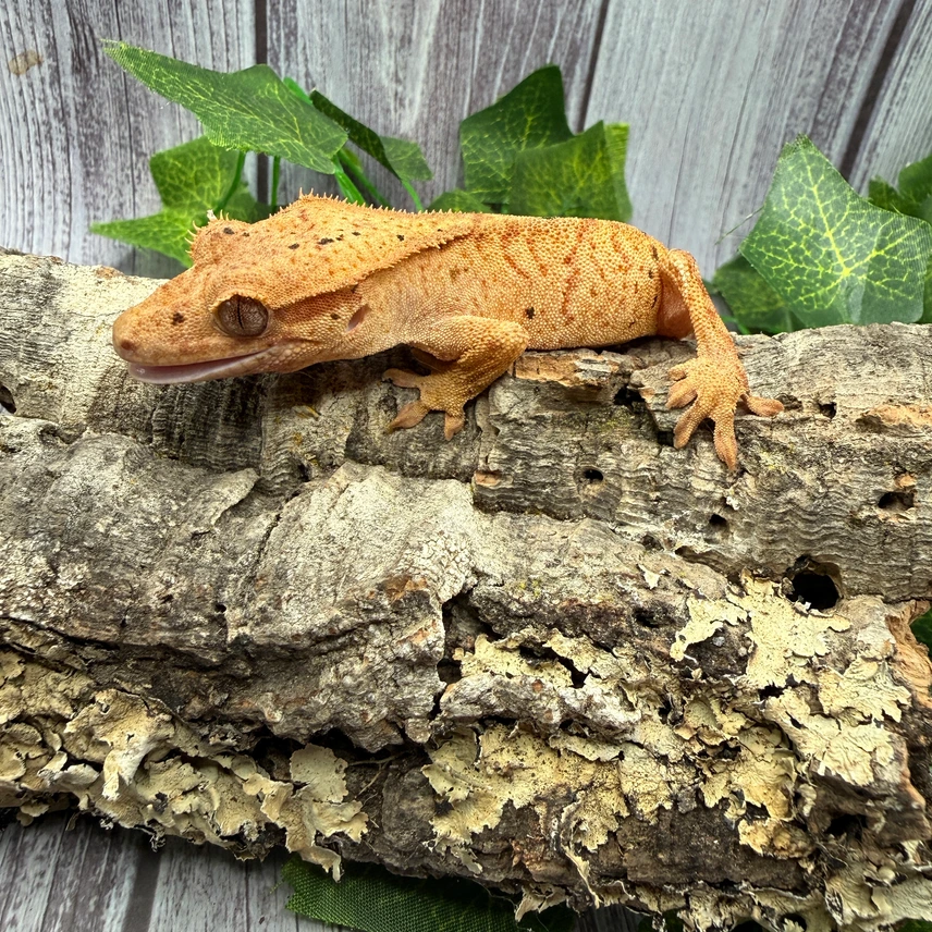 Beautiful Brindle Dalmatian Crested Gecko Photo - Crested Geckos US