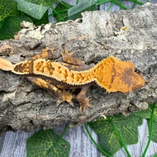 Cute Harlequin Crested Gecko With White Spots - Crested Gecko for Sale