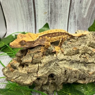 Extreme Harlequin Crested Gecko - Buy Online at Crested Geckos US