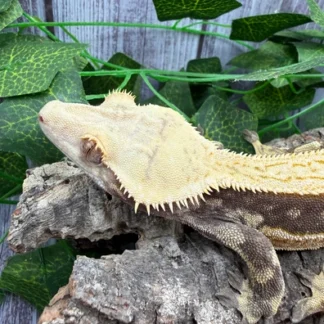 Quadstripe White Wall Harlequin Crested Gecko Het Empty Back - Buy Online at Crested Geckos US