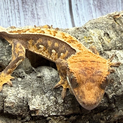 Extreme Harlequin Crested Gecko With Dashed Quadstripe - Buy Online at Crested Geckos US