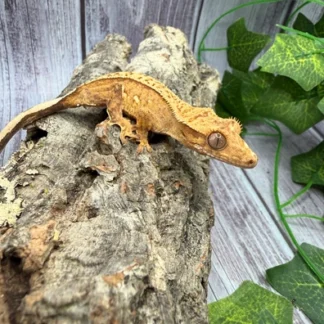 Unique Pinstripe Crested Gecko - Buy Online at Crested Geckos US