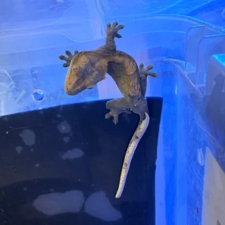 Flame Dalmatian Crested Gecko CBB (5–6") - Buy Online at Crested Geckos US