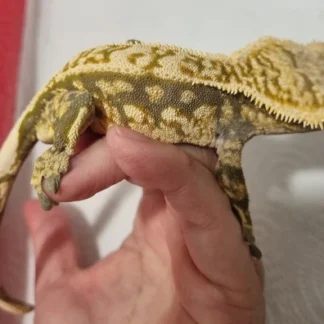 Cream Extream Harlequin Pinstripe Crested Gecko - Buy Online at Crested Geckos US