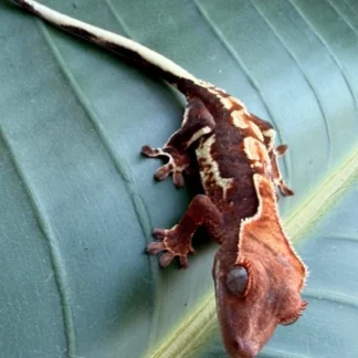 Lily White Crested Gecko Tricolor - Buy Online at Crested Geckos US
