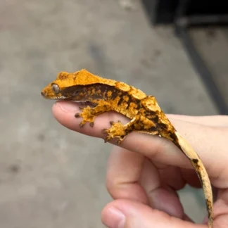 Baby Crested Gecko - Buy Online at Crested Geckos US